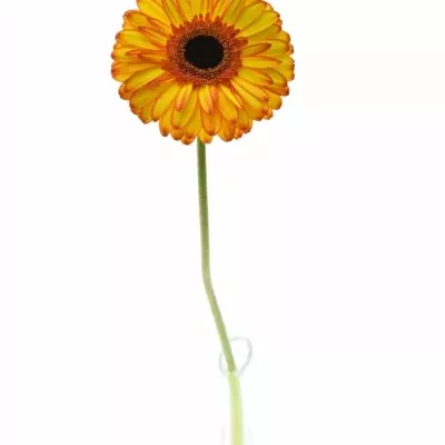 Gerbera GR SPOTLIGHT 10cm