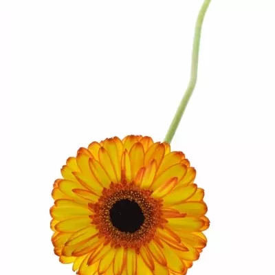 Gerbera GR SPOTLIGHT 10cm