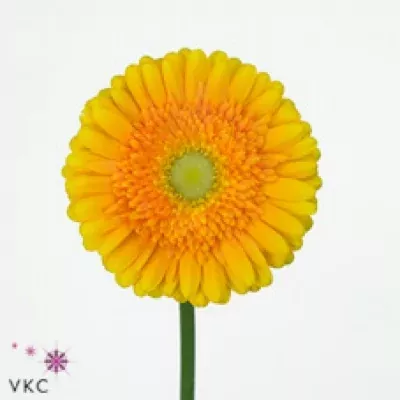 Gerbera GR SUNNY SIDE