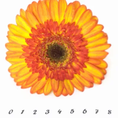 Gerbera GR SUNSPOT 10cm