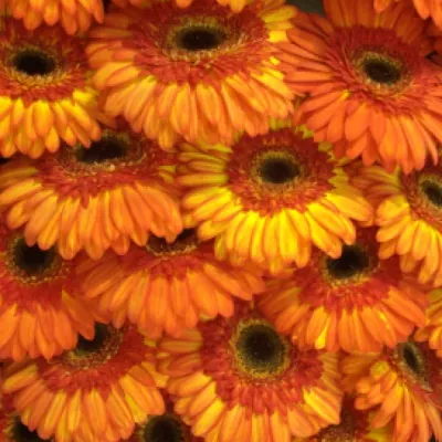 Gerbera GR SUNSPOT 10cm