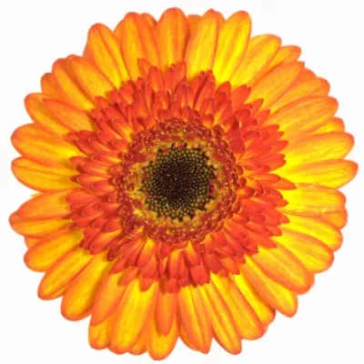 Gerbera GR SUNSPOT 10cm