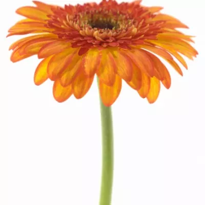 Gerbera GR SUNSPOT 10cm