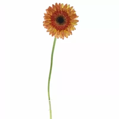 Gerbera GR TAKE TWO 10cm