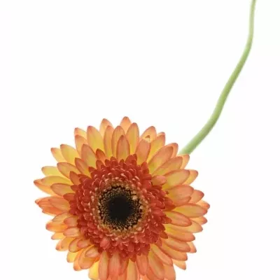 Gerbera GR TAKE TWO 10cm