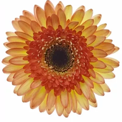 Gerbera GR TAKE TWO 10cm