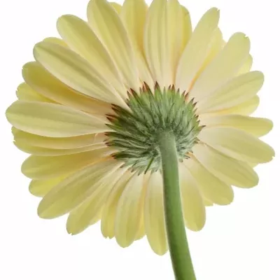 Gerbera GR TENDER 