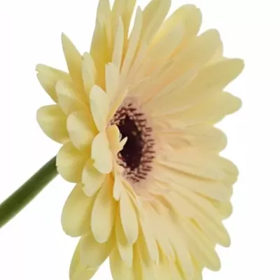 Gerbera GR TENDER 