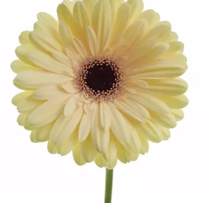 Gerbera GR TENDER 