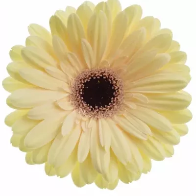 Gerbera GR TENDER 