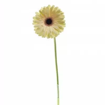 Gerbera GR TENDER 