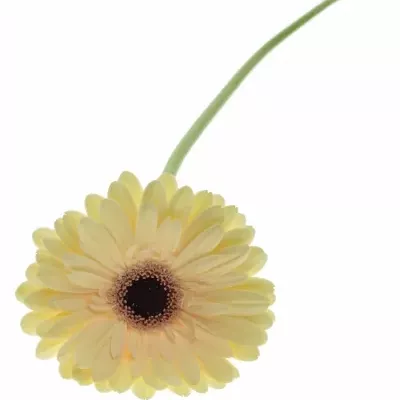 Gerbera GR TENDER 