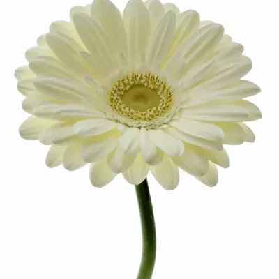 Gerbera GR TER ICY 10cm