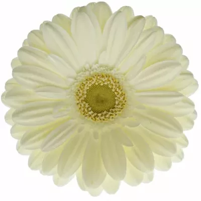 Gerbera GR TER ICY 10cm