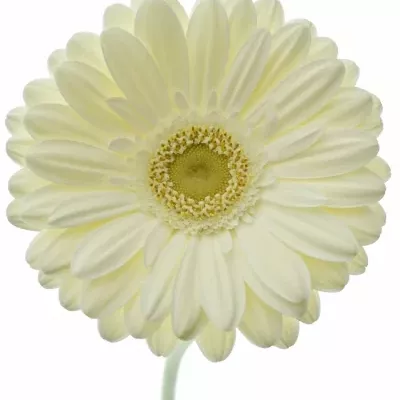 Gerbera GR TER ICY 10cm