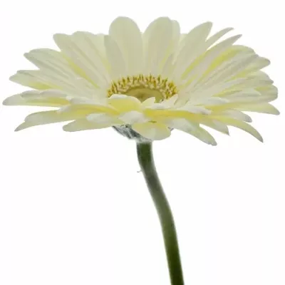 Gerbera GR TER ICY 10cm