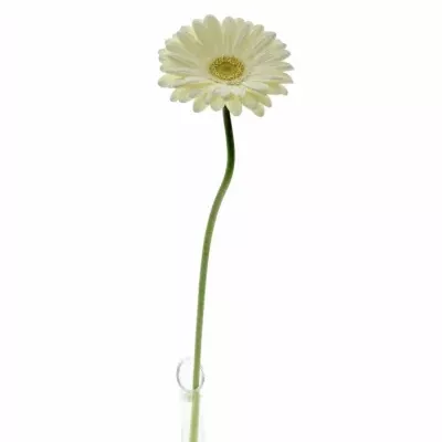 Gerbera GR TER ICY 10cm