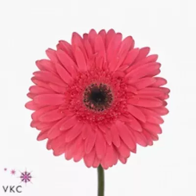 Gerbera GR TERRA ADISA