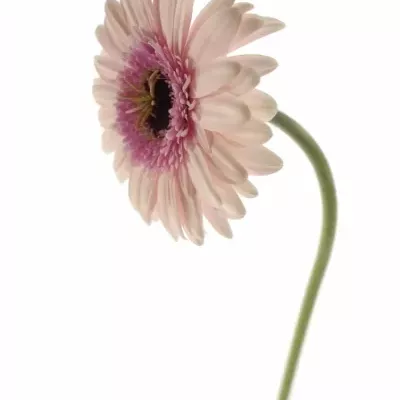 Gerbera GR TERRA TAMBOURINE