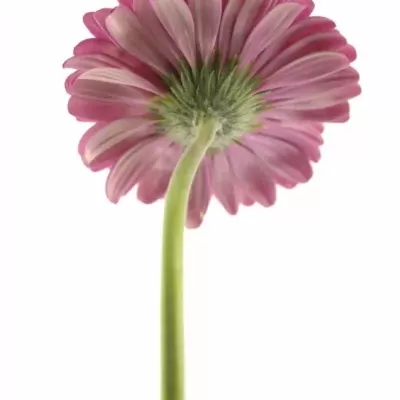 Gerbera GR TERRA WINK 