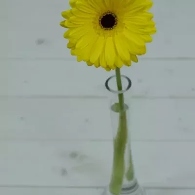 Gerbera GR TESS 10cm