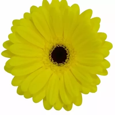 Gerbera GR TESS 10cm