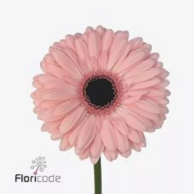 Gerbera GR TIFFANY