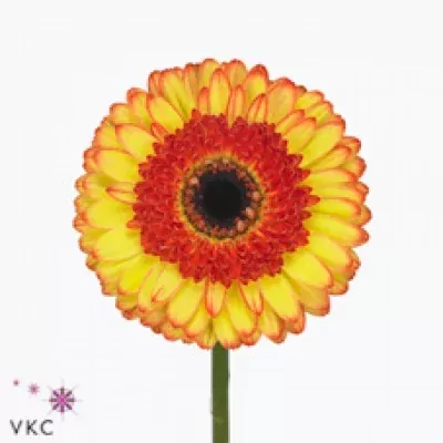 Gerbera GR TOAST