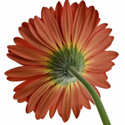 Gerbera GR TREVISO