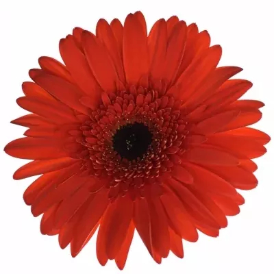 Gerbera GR TREVISO