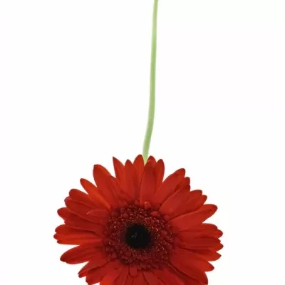 Gerbera GR TREVISO