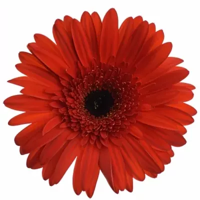 Gerbera GR TREVISO