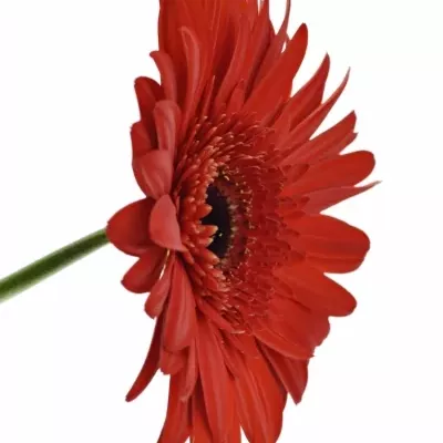 Gerbera GR TREVISO