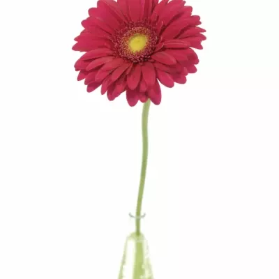 GERBERA GR TRIBUTE