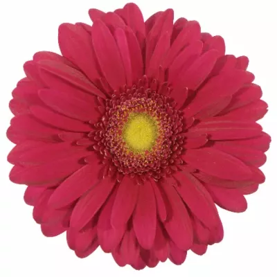 GERBERA GR TRIBUTE