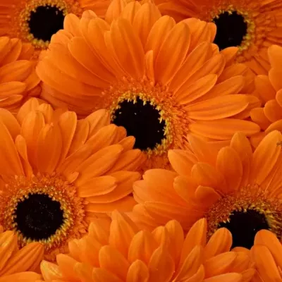 Gerbera GR TROFEO