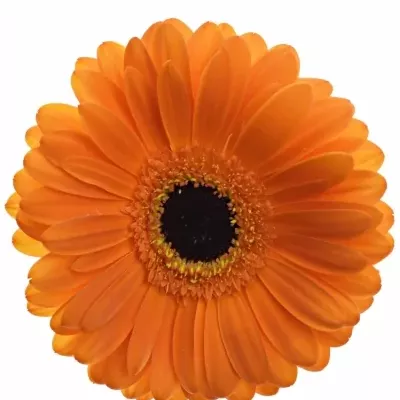 Gerbera GR TROFEO