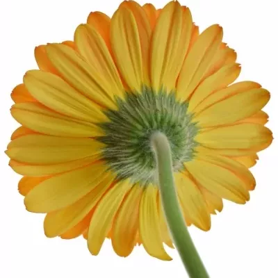 Gerbera GR TROFEO