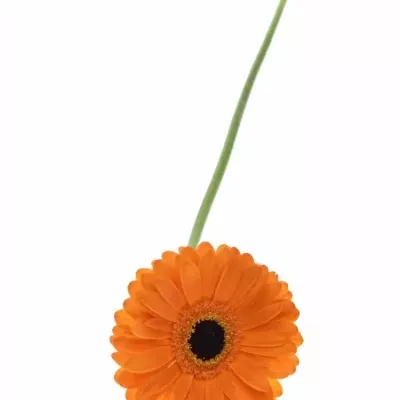 Gerbera GR TROFEO