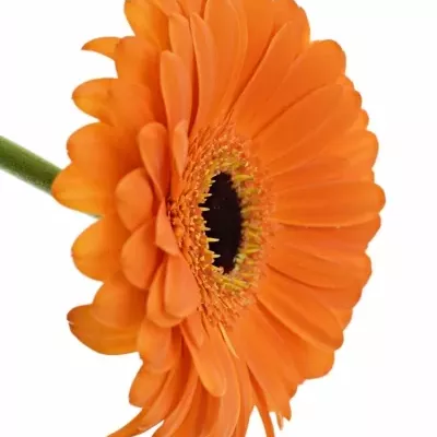 Gerbera GR TROFEO