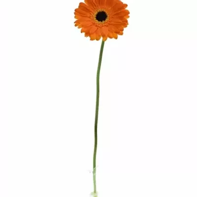 Gerbera GR TROFEO