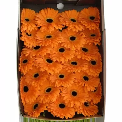 Gerbera GR TROFEO