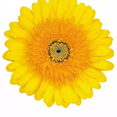 Gerbera GR TROPIC BLEND 10cm