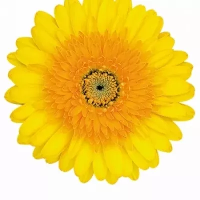 Gerbera GR TROPIC BLEND 10cm