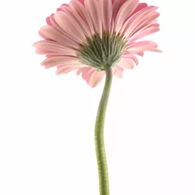 Gerbera GR VACANZA 10cm