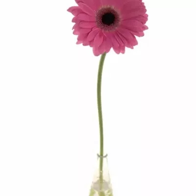 Gerbera GR VACANZA 10cm