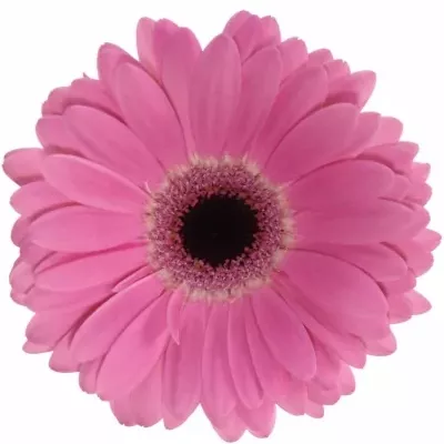 Gerbera GR VACANZA 10 cm