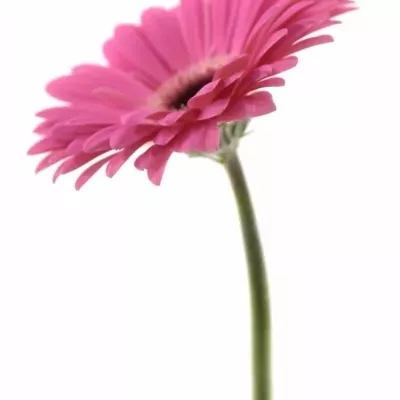 Gerbera GR VACANZA 10cm