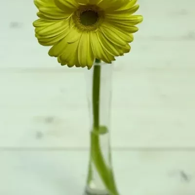 Gerbera GR VAMOS 