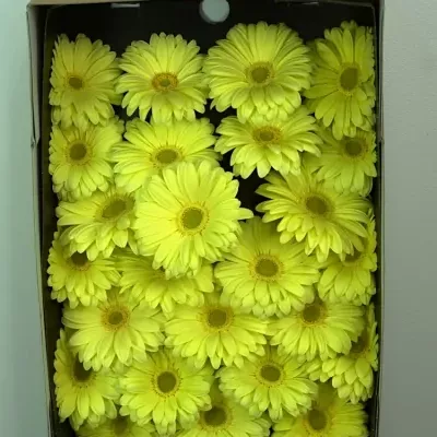 Gerbera GR VAMOS 